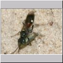 Alysson spinosus - Grabwespe w02a 8mm mit Zikade.jpg